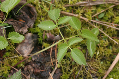 Ostericum palustre