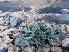 Helichrysum glumaceum