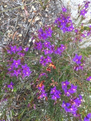 Calytrix leschenaultii