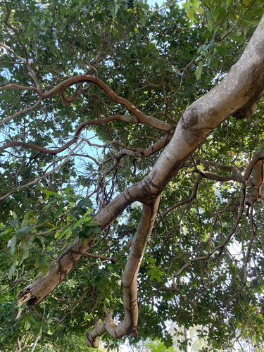 Semecarpus australiensis observed 2026-03-18