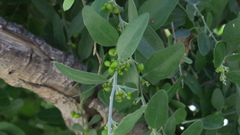 Cocculus pendulus