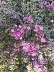 Verticordia plumosa
