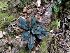Staurogyne concinnula