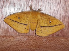 Decachorda aspersa