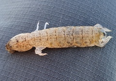 Austrosquilla osculans