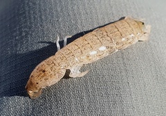 Austrosquilla osculans