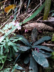 Staurogyne concinnula