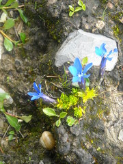 Gentiana bavarica