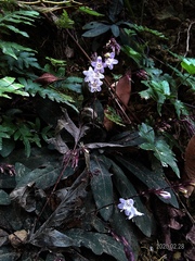 Staurogyne concinnula