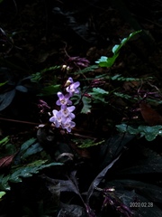 Staurogyne concinnula
