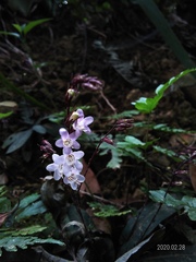 Staurogyne concinnula
