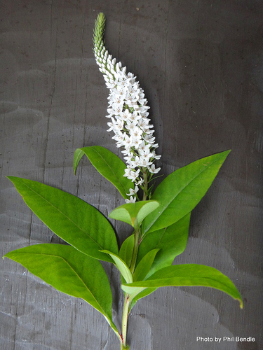 Gooseneck Loosestrife
