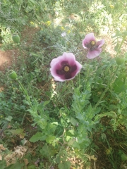 Papaver somniferum setigerum