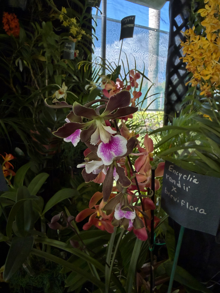 Encyclia randii (Barb.Rodr.) Porto & Brade 4