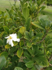 Gardenia gummifera