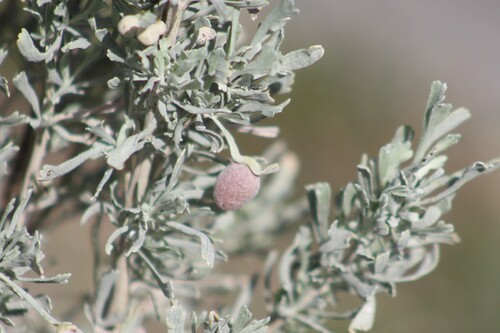 Unknown species found near Owyhee County, ID, USA