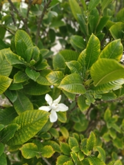 Gardenia gummifera