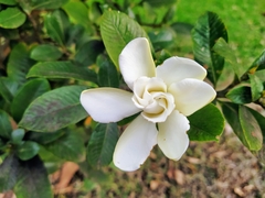 Gardenia gummifera