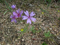 Geranium linearilobum