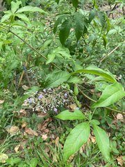 Vitex negundo