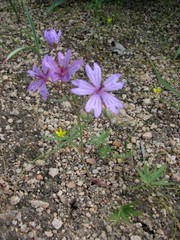 Geranium linearilobum