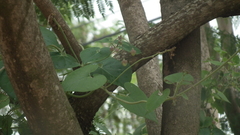 Pergularia daemia daemia