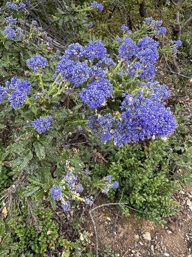 Wartleaf Ceanothus (Ceanothus papillosus)