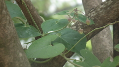 Pergularia daemia daemia