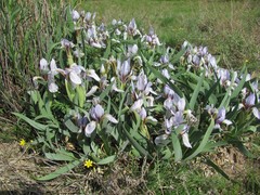 Iris glaucescens