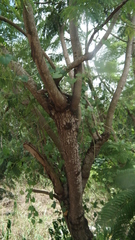 Pergularia daemia daemia