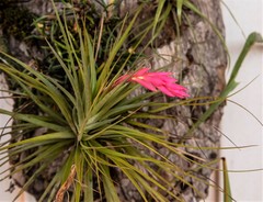 Gerry van Tonder, CC BY, iNaturalist via GBIF Tillandsia tenuifolia, photograph Gerry van Tonder, CC BY, iNaturalist via GBIF