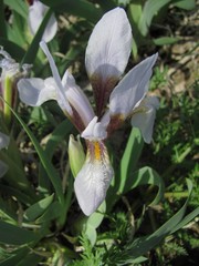 Iris glaucescens