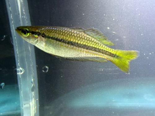 Australian rainbow (Melanotaenia nigrans) — Melanotaeniidae — 3