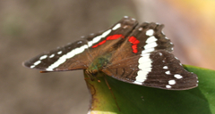 Anartia fatima fatima