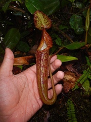 Nepenthes maxima