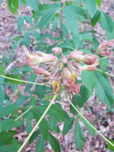 Aesculus mutabilis