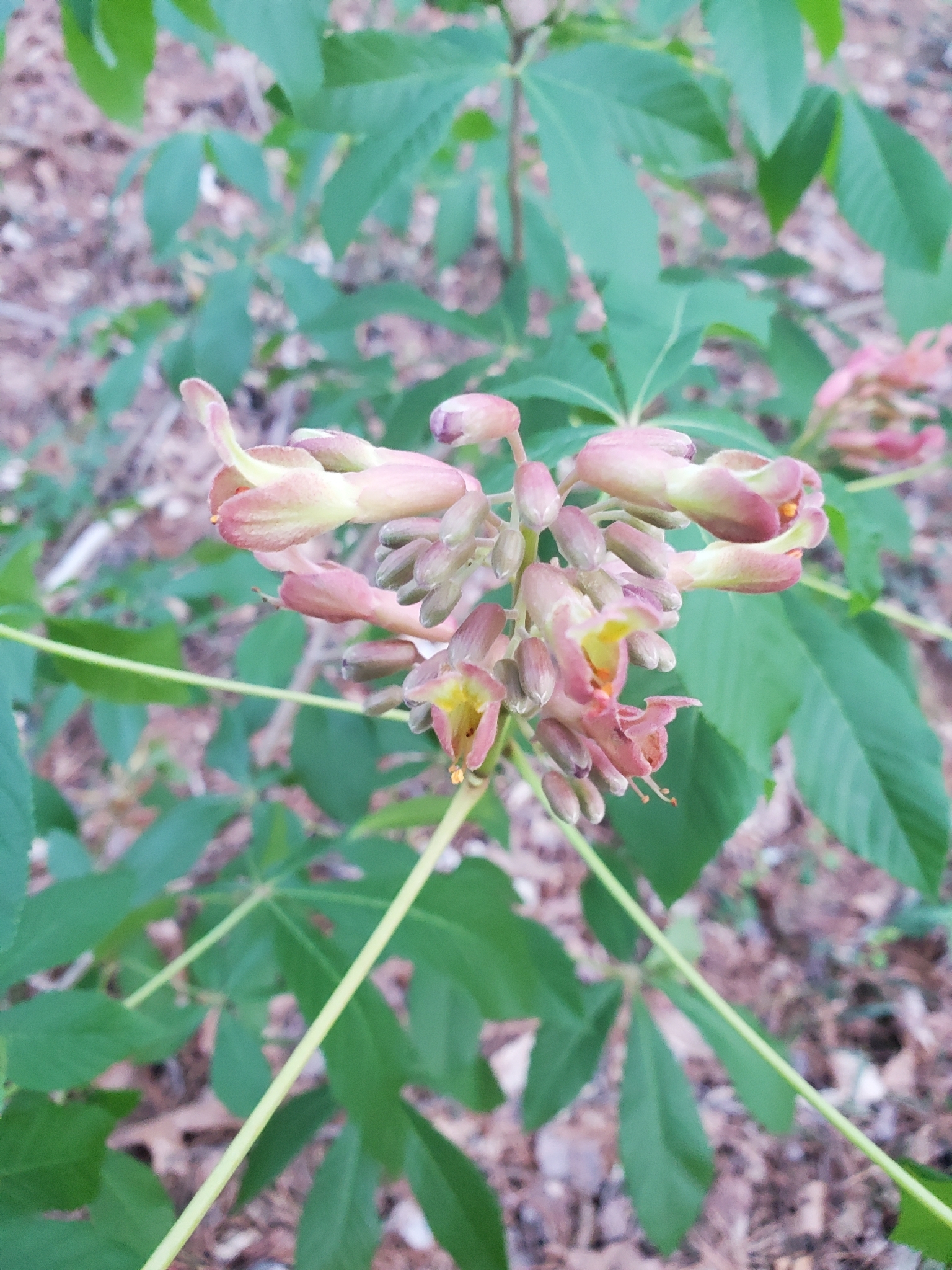 Ohio buckeye