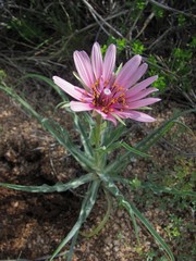 Tragopogon ruber