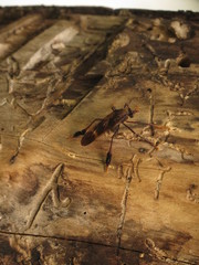 Pseudorus distendens