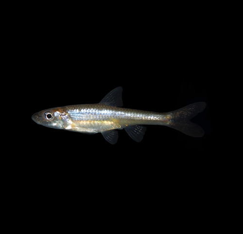 Silverjaw Minnow