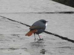 Phoenicurus fuliginosus