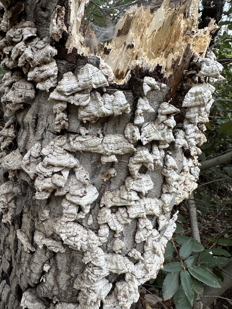 Stereum hirsutum · March 2026 · photo: © heatherliz (iNaturalist, cc0)