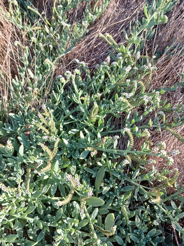 alkali heliotrope