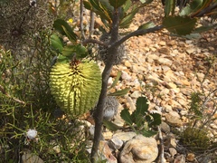 Banksia lemanniana