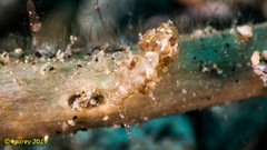 Baeolidia variabilis