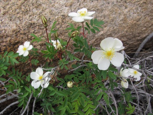 Burnet Rose
