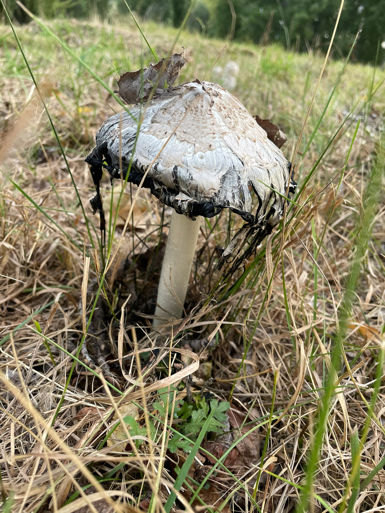 Coprinus comatus · March 2026 · photo: © christian_waddingham (iNaturalist, cc0)