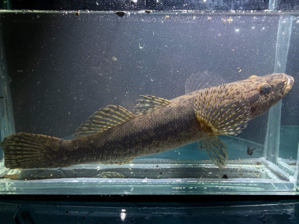 Reuzenslaapgrondel (Oxyeleotris selheimi) — Eleotridae