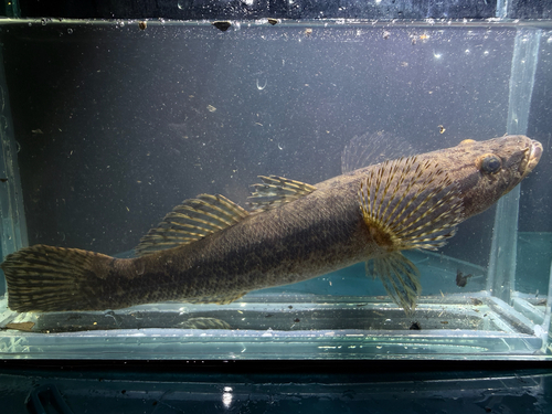 Black banded gudgeon (Oxyeleotris selheimi) — Eleotridae