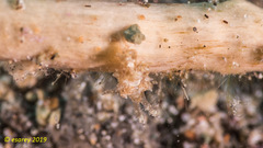 Baeolidia variabilis